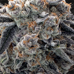 grape pie