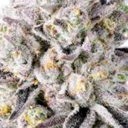 grape pie